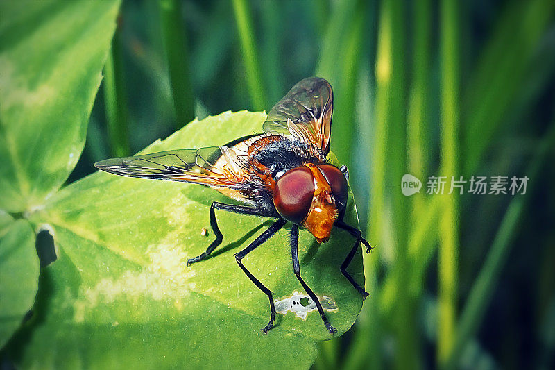 透明Volucella transparent Fly Insect